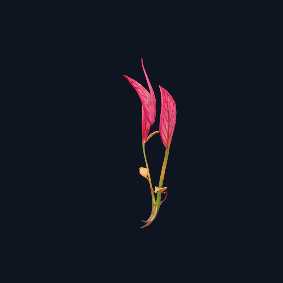 Pink Botanical Leaves model pack
